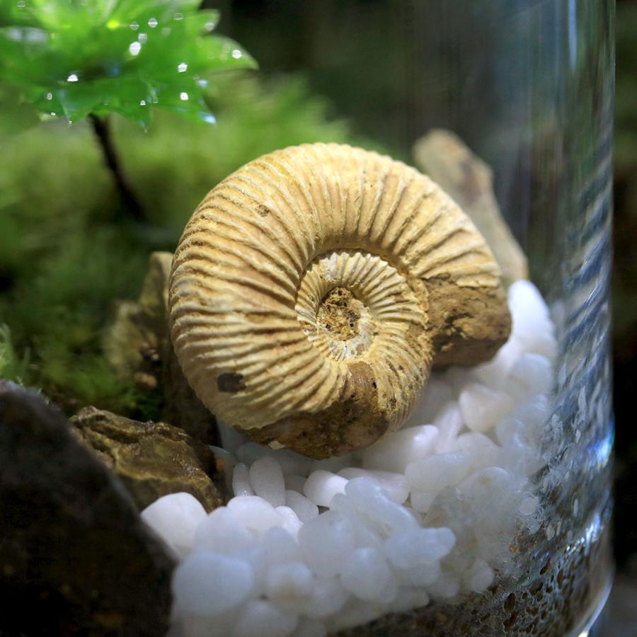 観葉植物）苔テラリウム 化石レイアウト アンモナイト（オオカサゴケ