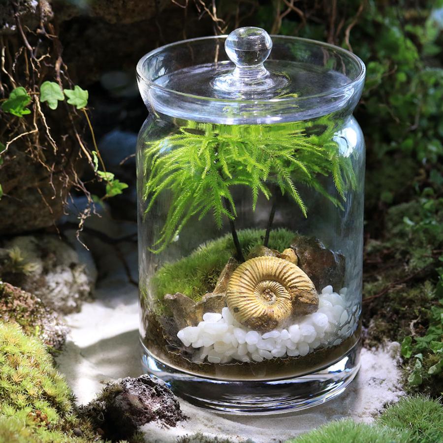 観葉植物）苔テラリウム 化石レイアウト アンモナイト（マンネングサ