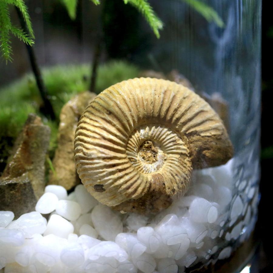 観葉植物）苔テラリウム 化石レイアウト アンモナイト（マンネングサ