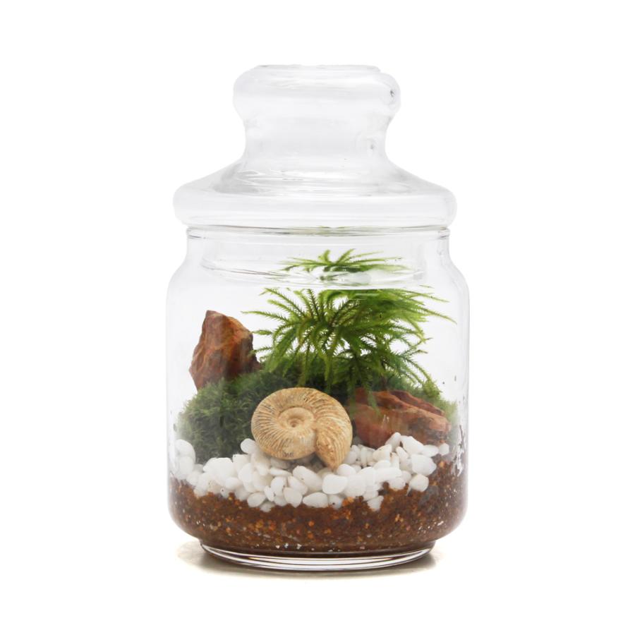 観葉植物）苔テラリウム 化石レイアウト アンモナイト（マンネングサ