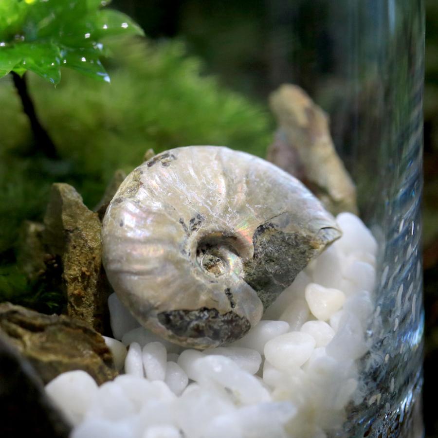 観葉植物）苔テラリウム 化石レイアウト 虹色アンモナイト