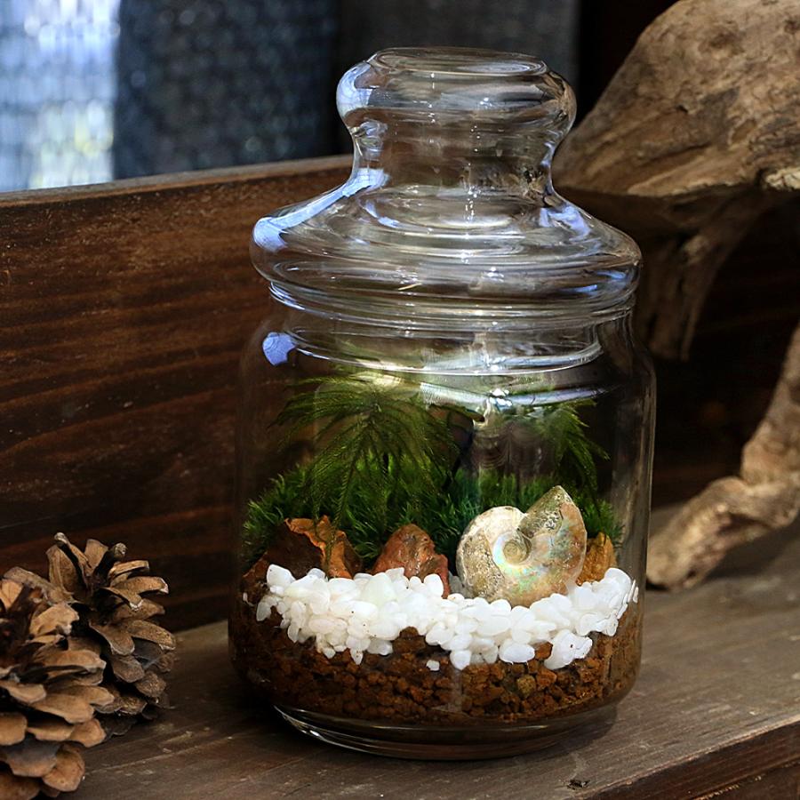 観葉植物）苔テラリウム 化石レイアウト 虹色アンモナイト 