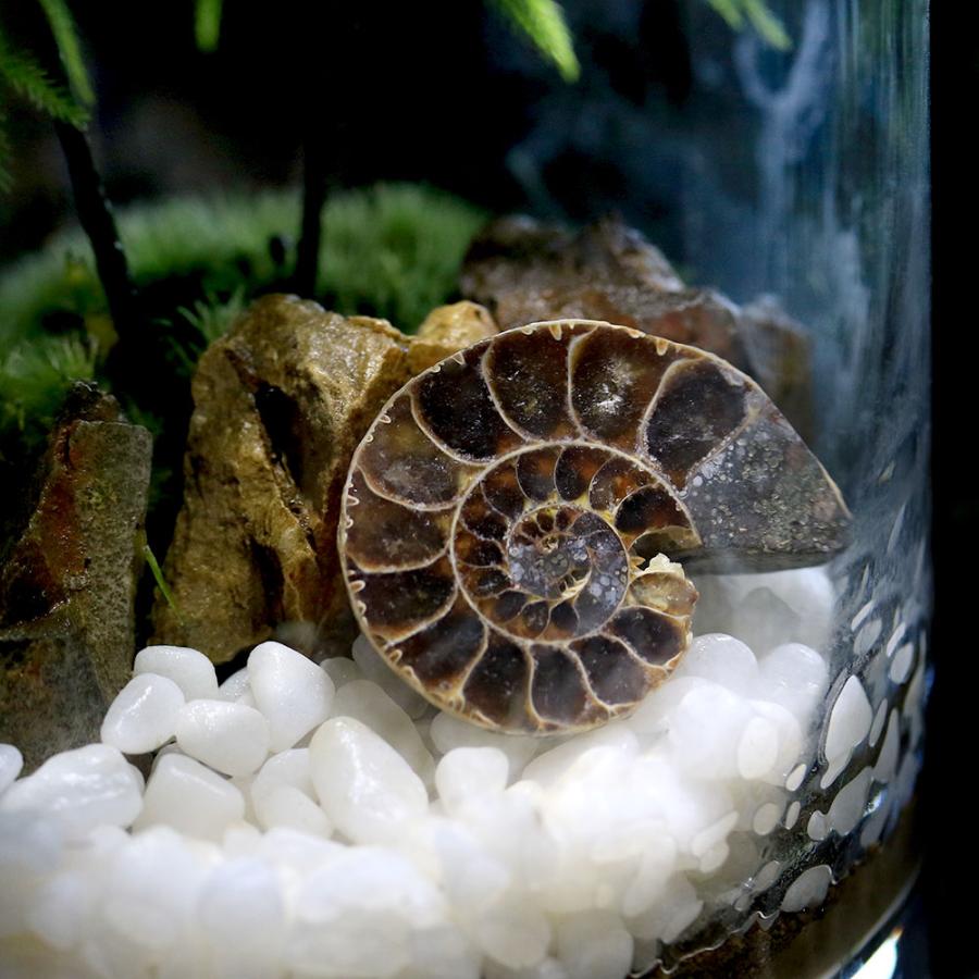 観葉植物）苔テラリウム 化石レイアウト アンモナイトスライス