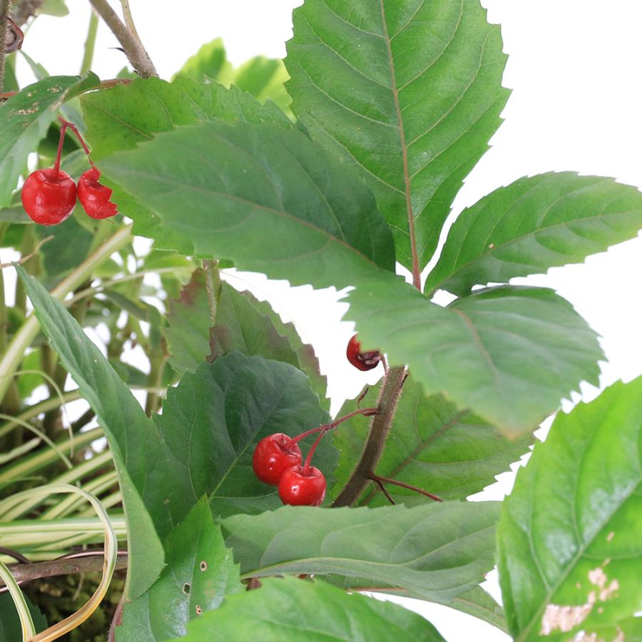 （盆栽）一点物　職人が手掛けた苔盆栽　松とツルコウジの寄せ植え　陶器鉢（１鉢）（３９１５４５）｜chanet｜04