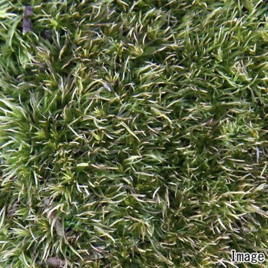 観葉植物）テラリウム 苔 アラハシラガゴケ（粗葉白髪苔）4パック分