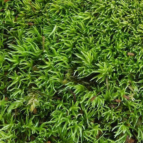 観葉植物）テラリウム 苔 アラハシラガゴケ（粗葉白髪苔）4パック分