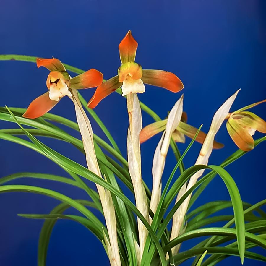 チャーム（charm） （山野草）シュンラン（春蘭）天女（テンニョ）3号