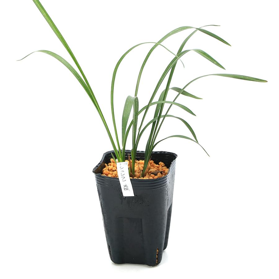 チャーム（charm） （山野草）シュンラン（春蘭）光悦（コウエツ）3号