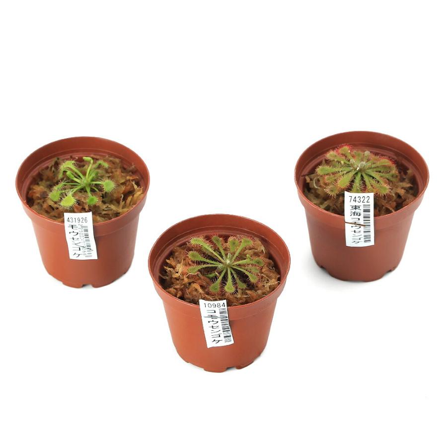 食虫植物）日本産モウセンゴケ 3種セット : チャーム charm ヤフー店
