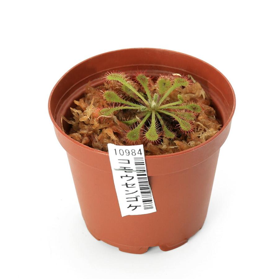 食虫植物）日本産モウセンゴケ 3種セット : チャーム charm ヤフー店