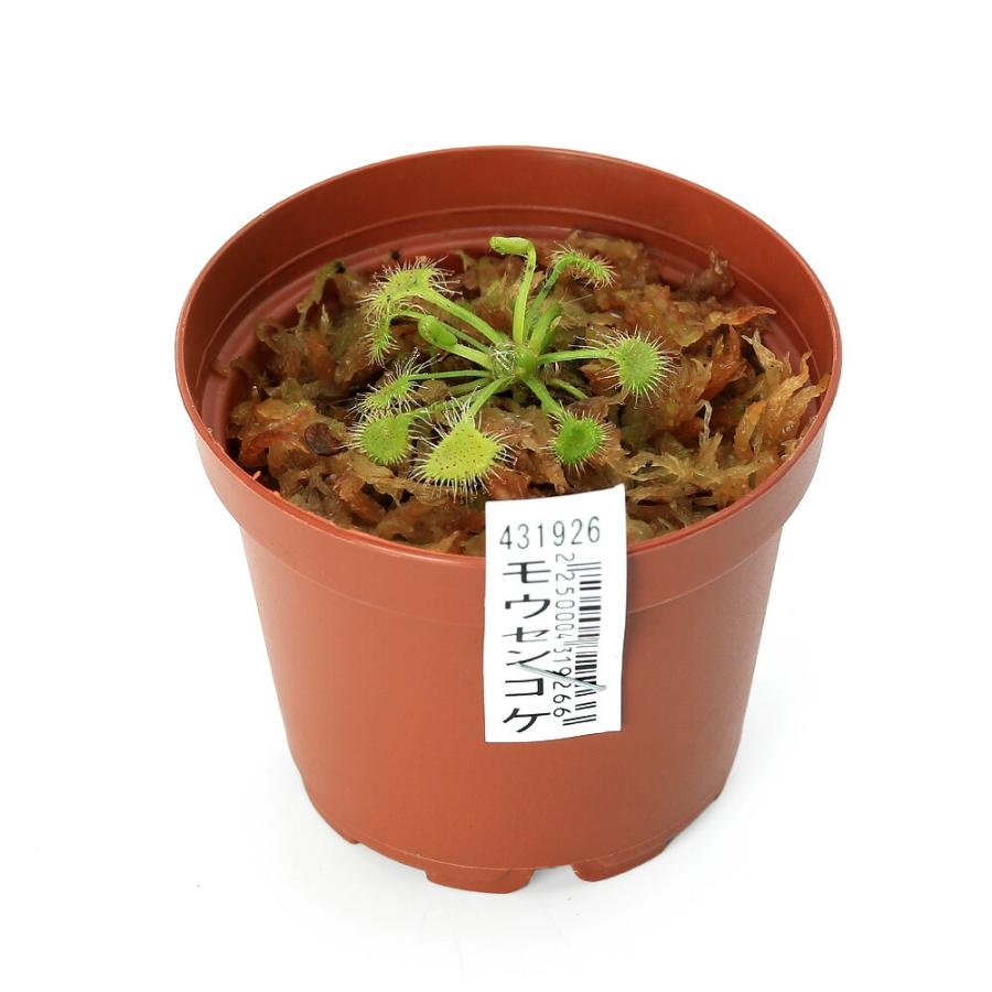 食虫植物）日本産モウセンゴケ 3種セット : チャーム charm ヤフー店
