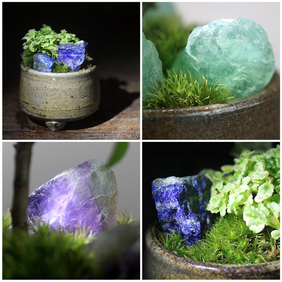 山野草)苔盆栽 おまかせ山野草・鉱石 益子焼植え 丸型 小(1鉢) 山野草)苔盆栽 おまかせ山野草・鉱石 益子焼植え 丸型 小(1鉢)