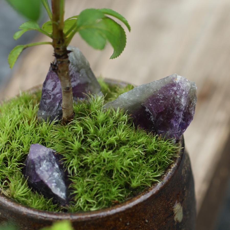 山野草)苔盆栽 おまかせ山野草・鉱石 益子焼植え 丸型 小(1鉢) 山野草)苔盆栽 おまかせ山野草・鉱石 益子焼植え 丸型 小(1鉢)
