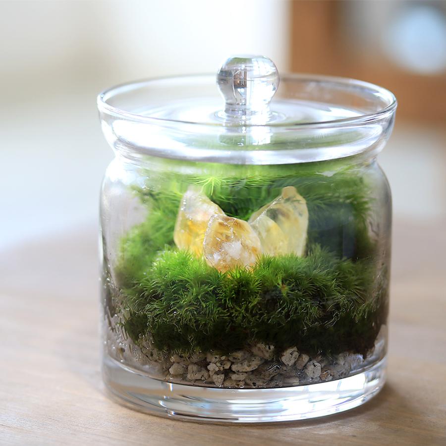観葉植物）苔テラリウム 鉱石レイアウト ファントムシトリン（黄水晶