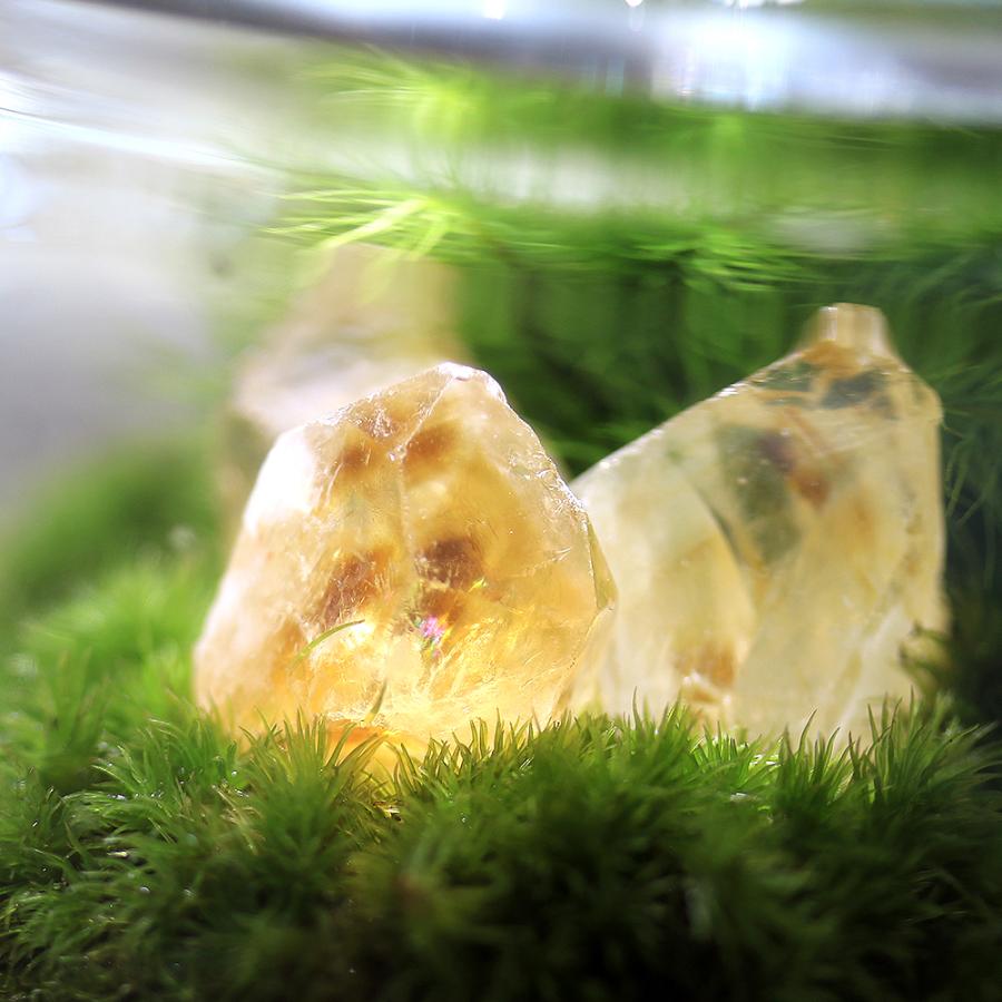 観葉植物）苔テラリウム 鉱石レイアウト ファントムシトリン（黄水晶