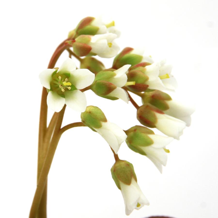 山野草）白花ヒマラヤユキノシタ 2．5〜3号（1ポット）（休眠状態