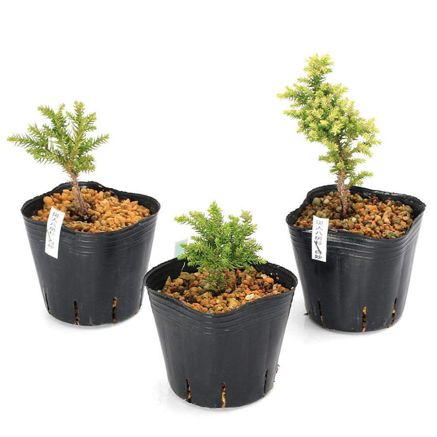 山野草）盆栽 フイリヤツフサスギ（斑入八房杉）白妙 3号（1ポット