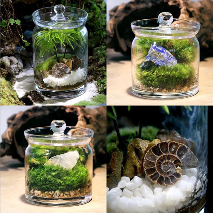 観葉植物）苔テラリウム 地球の歴史を感じよう 鉱石・化石レイアウト3