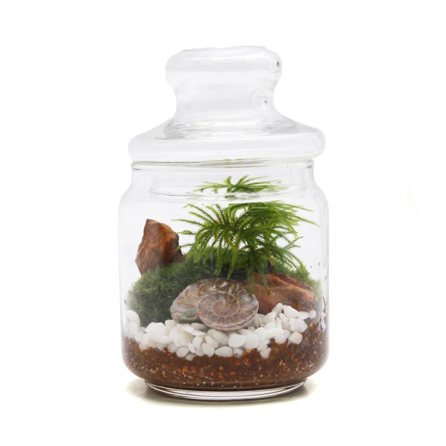 観葉植物）苔テラリウム 地球の歴史を感じよう 鉱石・化石レイアウト3