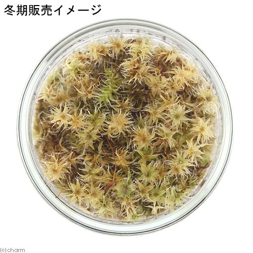 観葉植物)苔テラリウム 3種類の苔セット 苔を観察してみよう 観葉植物)苔テラリウム 3種類の苔セット 苔を観察してみよう