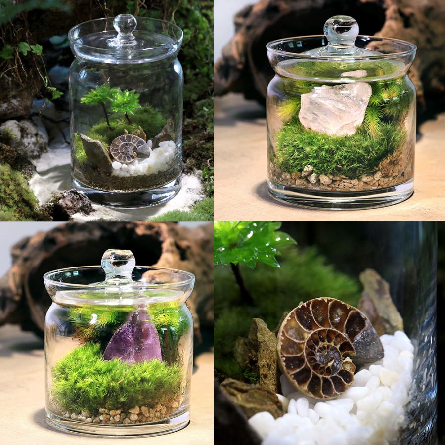観葉植物）苔テラリウム 地球の歴史を感じよう 鉱石・化石レイアウト3