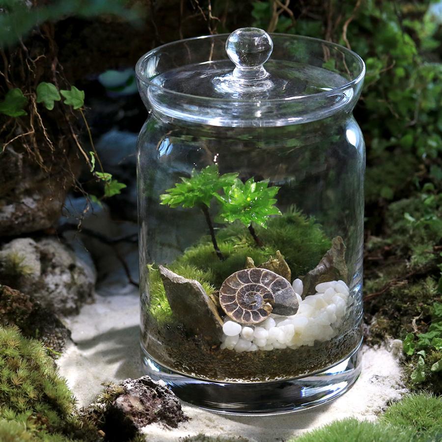 観葉植物）苔テラリウム 地球の歴史を感じよう 鉱石・化石レイアウト3