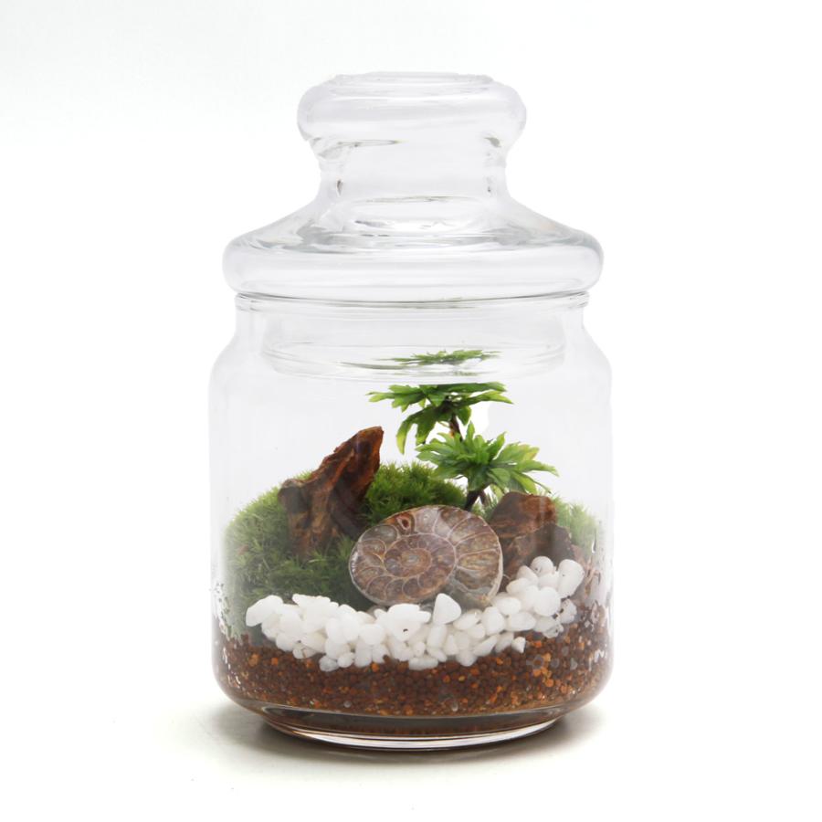 観葉植物）苔テラリウム 地球の歴史を感じよう 鉱石・化石レイアウト3