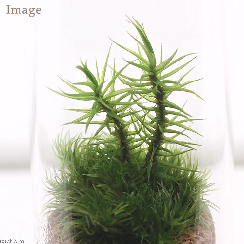 観葉植物）苔テラリウム 3種の苔セット 苔を観察してみよう！ スリム