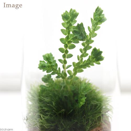 観葉植物）苔テラリウム 3種の苔セット 苔を観察してみよう！ スリム