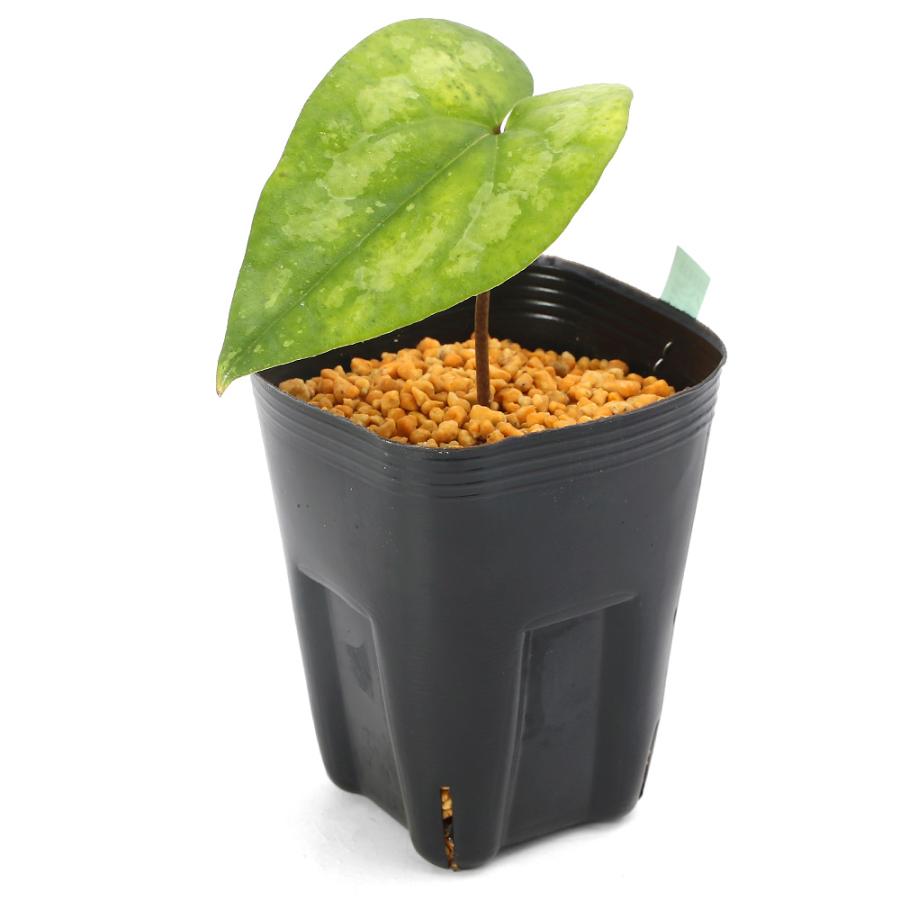 山野草）カンアオイ（寒葵）ヤエヤマカンアオイ（八重山寒葵） 台湾産