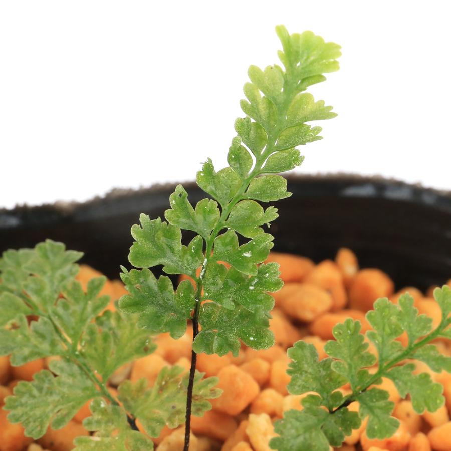 山野草 シダ植物 Asplenium coenobiale クロガネシダ 山野草）シダ（羊歯）クロガネシダ（黒鉄羊歯） 3号（1ポット）常緑