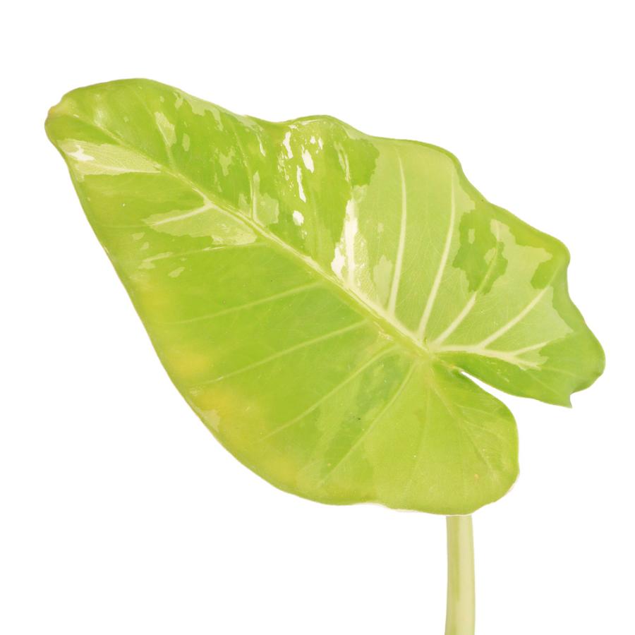 観葉植物）一点物 斑入り クワズイモ 5号（1鉢）（392472