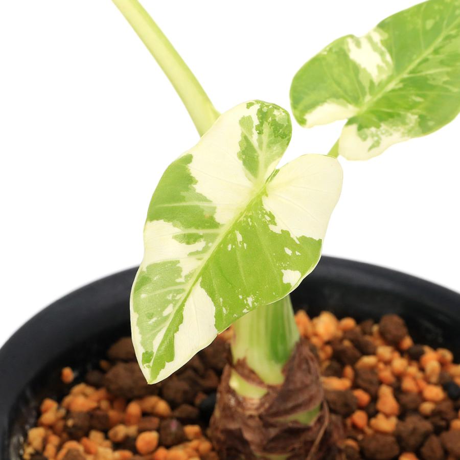 クワズイモ斑入り 斑入りクワズイモ クワズイモ（斑入） 5号22-01 の通販 | 園芸ネット