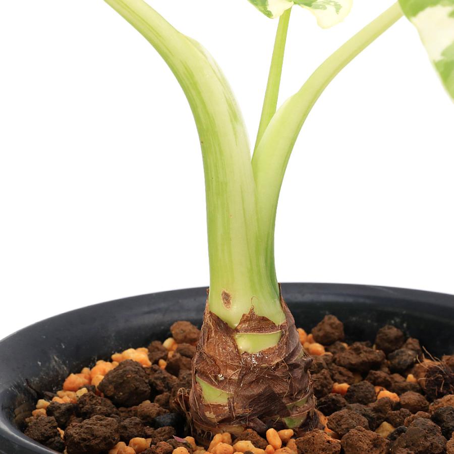 観葉植物）一点物 斑入り クワズイモ 5号（1鉢）（392472