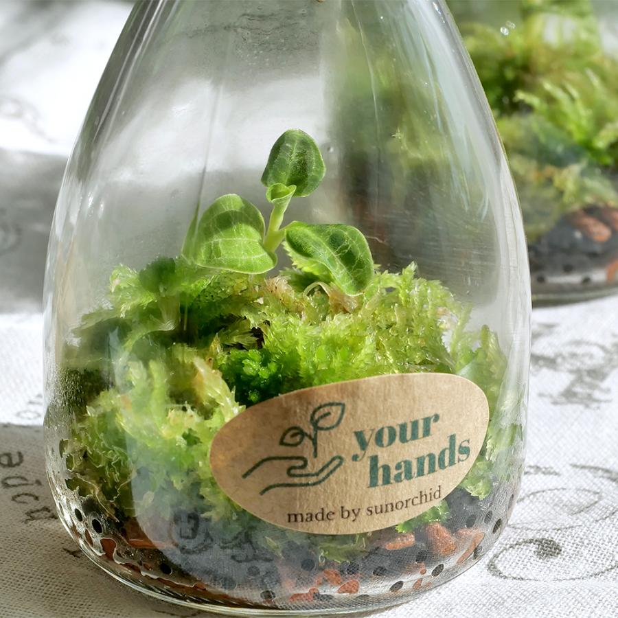 観葉植物）マコデス ぺトラ ランプボトル入り（1鉢） ジュエル