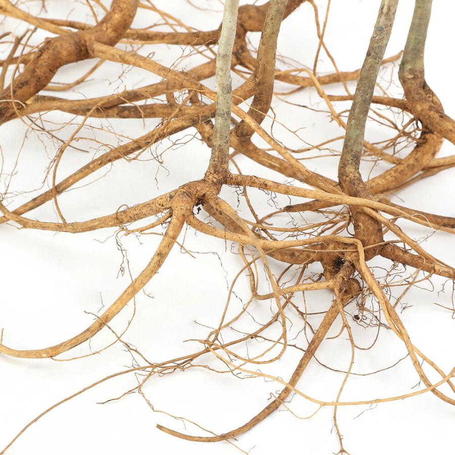 （山野草）山菜　★株売り★　コシアブラ（漉油）素掘り苗　株売り１０株　家庭菜園　盆栽　庭木 |  | 01