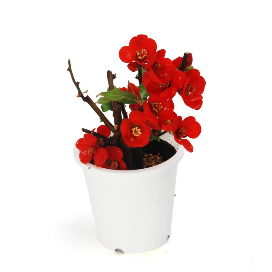 盆栽）ボケ（木瓜） 黒潮（クロシオ）3号（1鉢） : チャーム charm