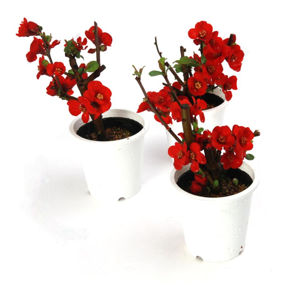 木瓜鉢入り盆栽　黒潮 木瓜鉢入り盆栽 黒潮 小品盆栽の投稿画像 by シュリンプさん｜木瓜