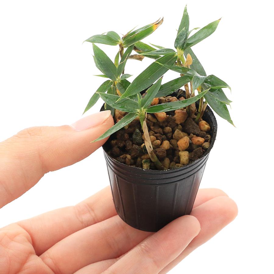 山野草）ビバリウムプランツ ヤクシマザサ（屋久島笹）3cmポット