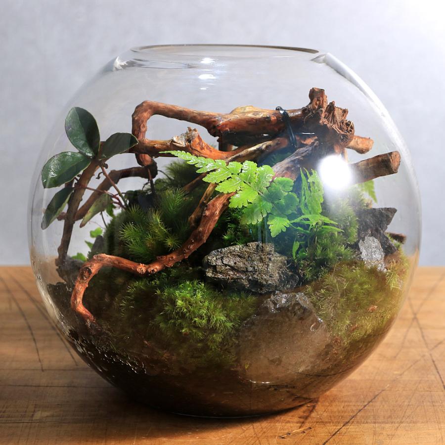 観葉植物）苔テラリウム スフィア 装飾用流木＋植物＋ヒノキゴケ付き