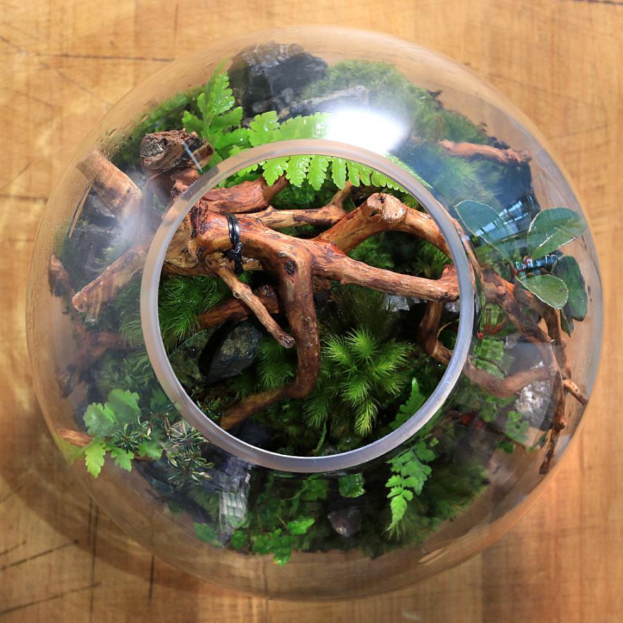 観葉植物）苔テラリウム スフィア 装飾用流木＋植物＋ヒノキゴケ付き