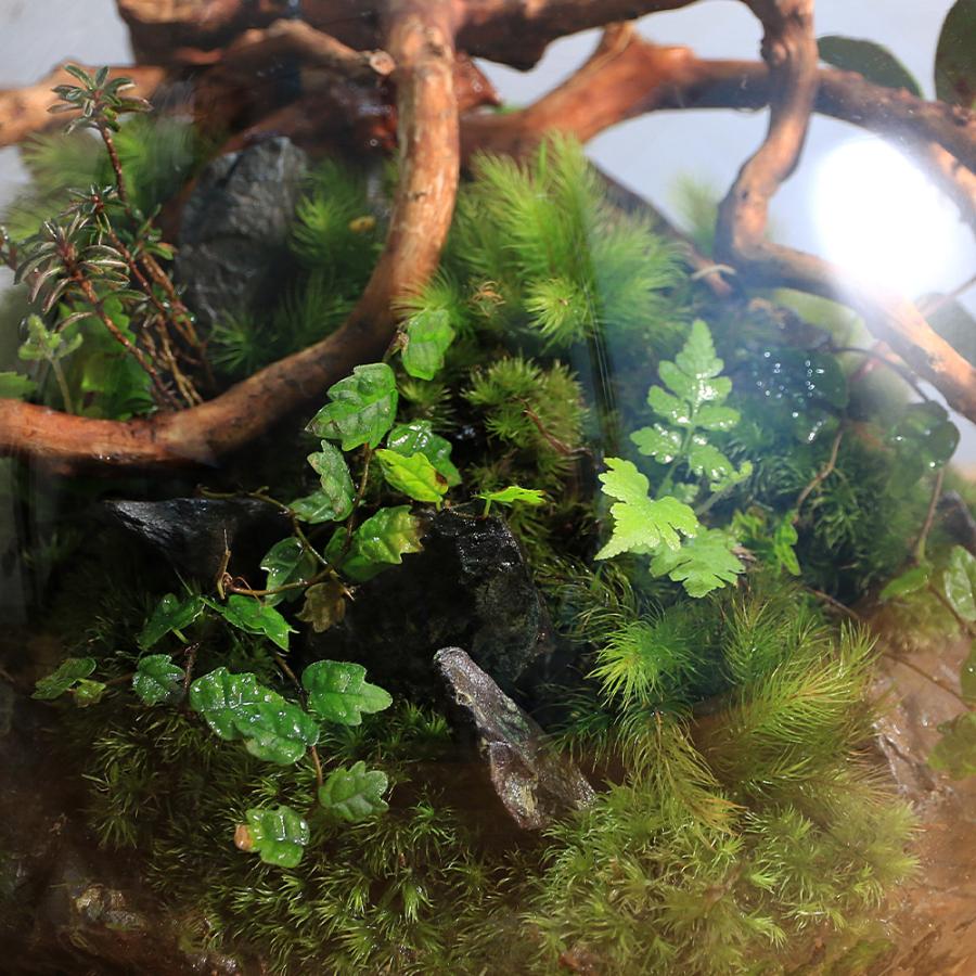 観葉植物）苔テラリウム スフィア 装飾用流木＋植物＋ヒノキゴケ付き