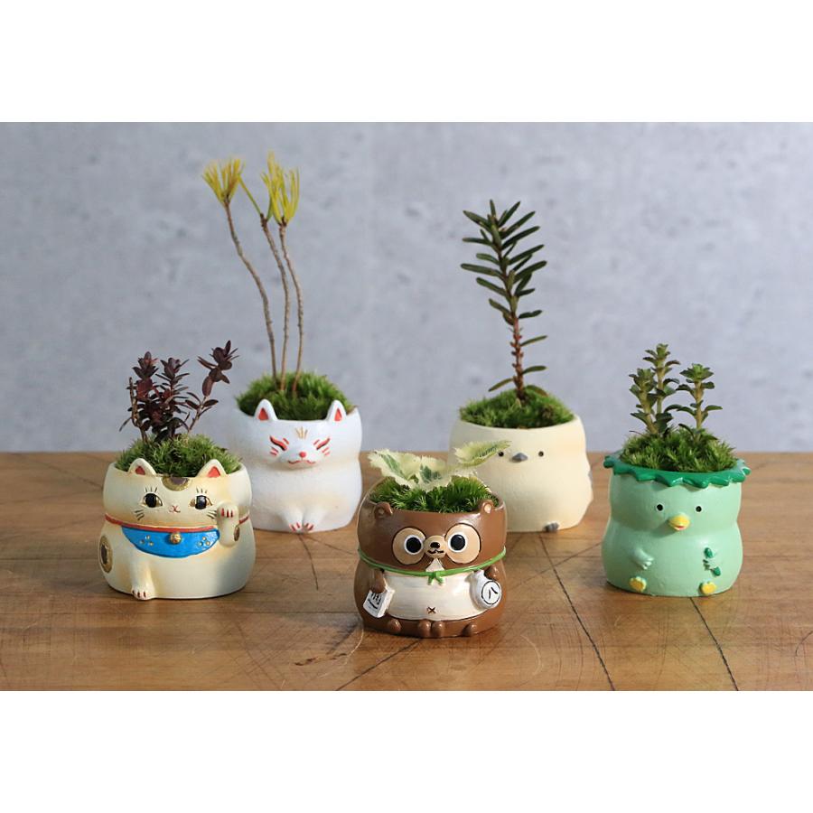 盆栽鉢　ミニ盆栽　小品盆栽　山野草 山野草）苔盆栽 おまかせ山野草 妖狐（1鉢） ミニ盆栽（休眠状態