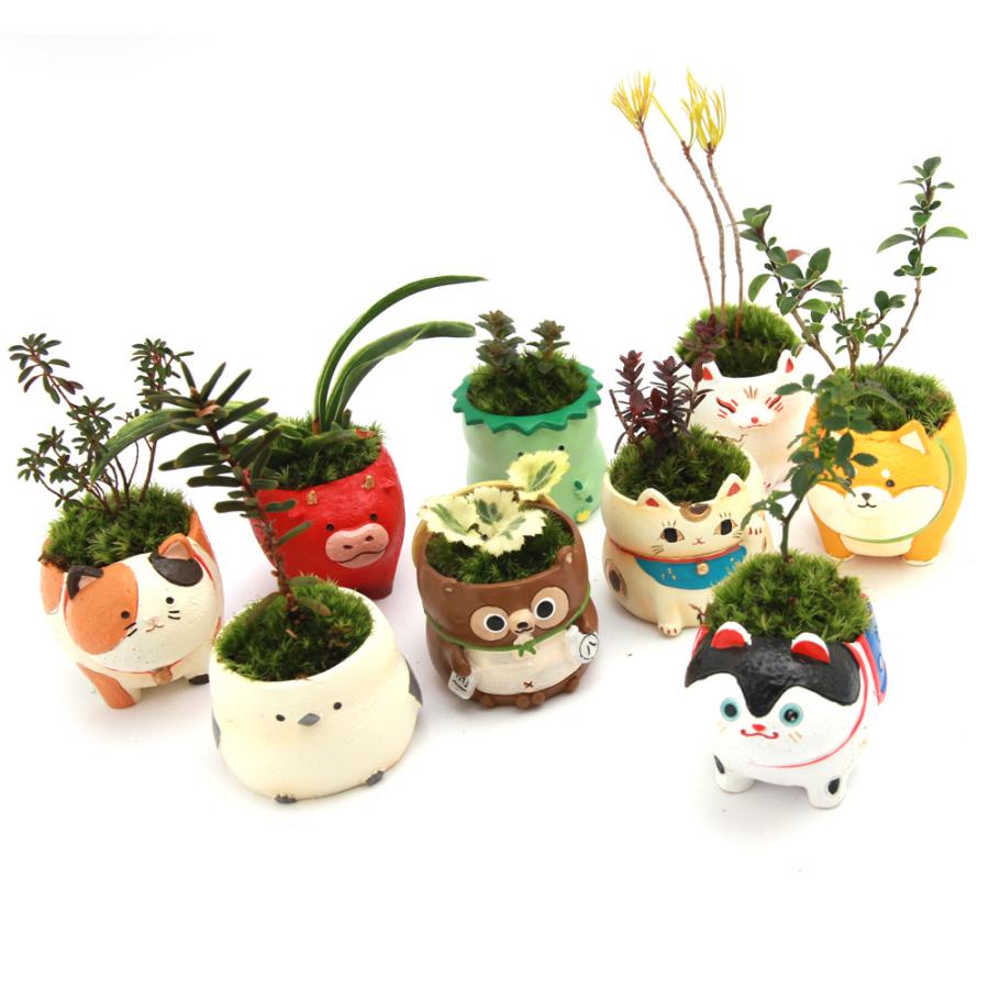 山野草）苔盆栽 おまかせ山野草 妖狐（1鉢） ミニ盆栽（休眠状態