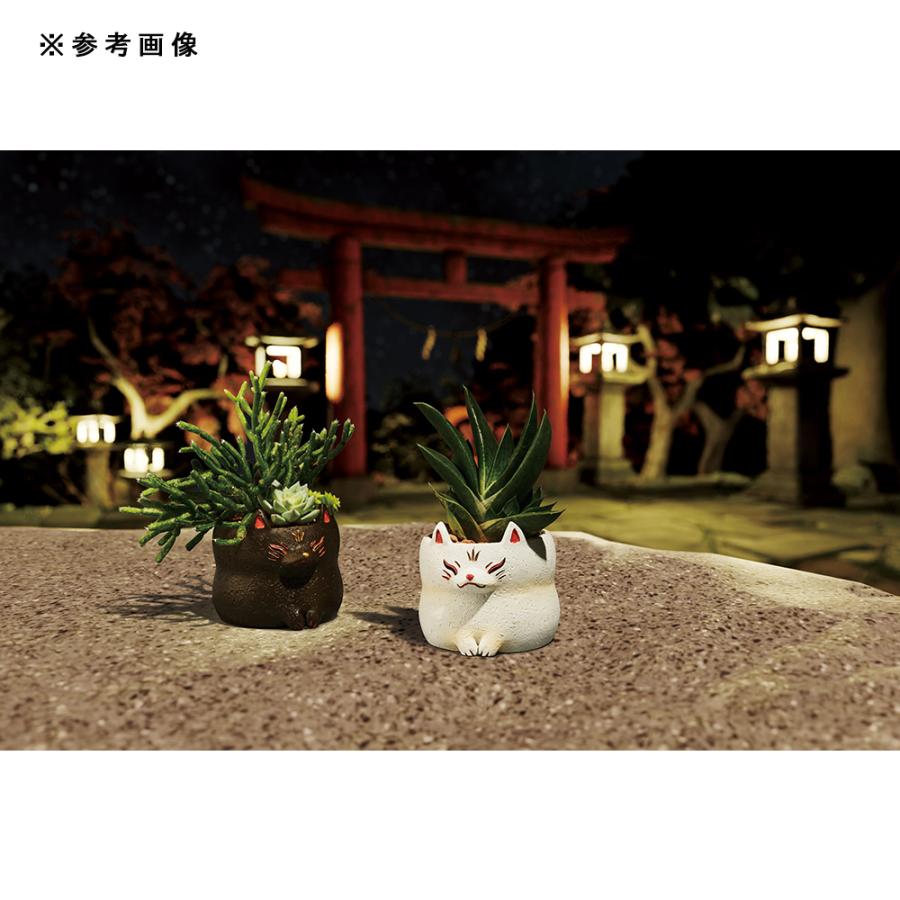 山野草）苔盆栽 おまかせ山野草 妖狐（1鉢） ミニ盆栽（休眠状態