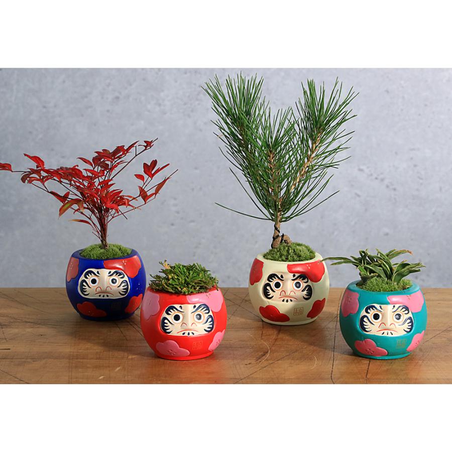 山野草）苔盆栽 オモト 群雀 だるまポット 鉢色おまかせ（1鉢