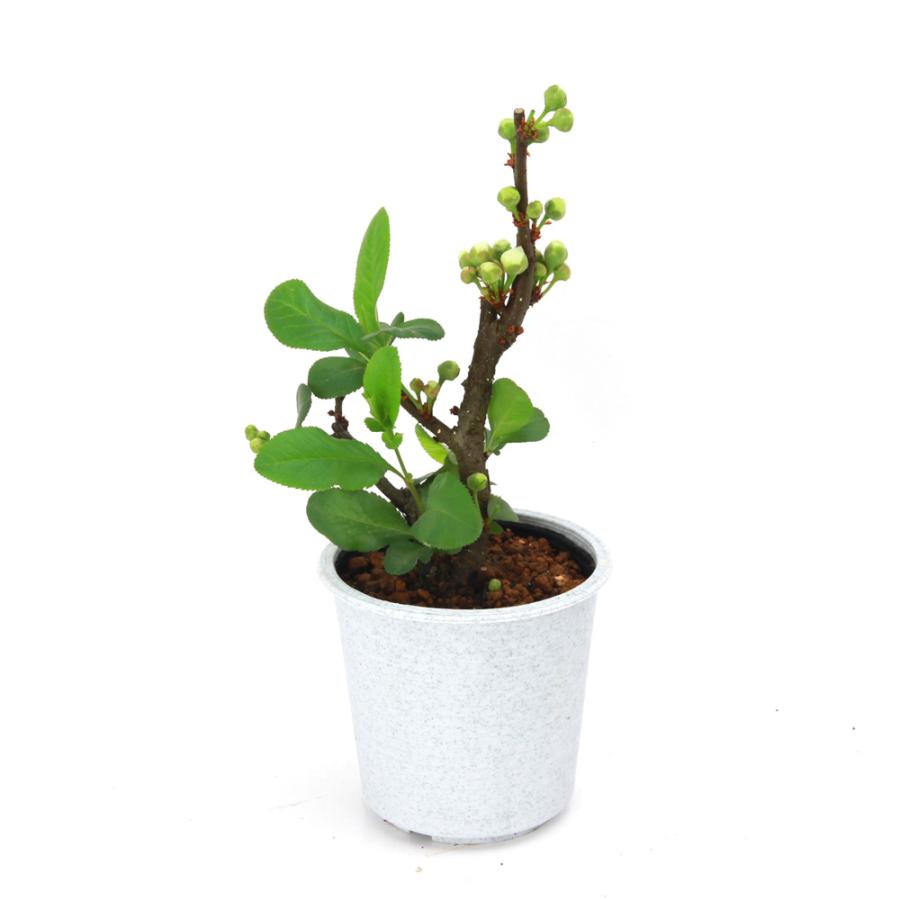 大品ボケ盆栽 大品ボケ盆栽3 【公式通販】