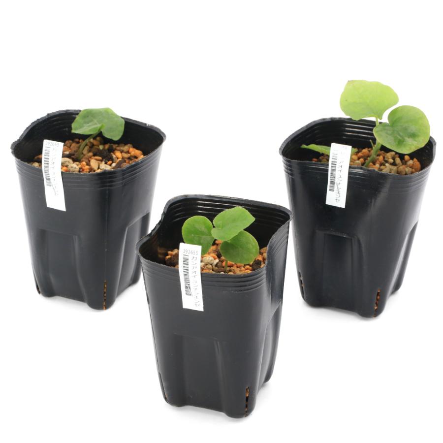 【天然野生のカンアオイ】ボリューム満点！超絶BIGなカンアオイ＊寒葵＊山野草 433002-1.jpg