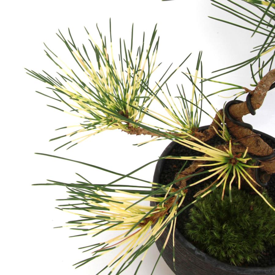 盆栽）一点物 マツ（松）蛇の目松（ジャノメマツ）陶器鉢仕立て（1鉢