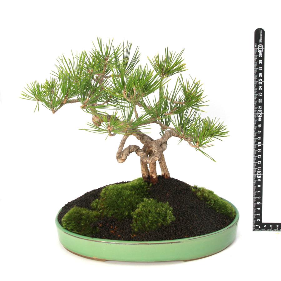 盆栽）一点物 マツ（松）黒松（クロマツ）陶器鉢仕立て（1鉢